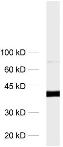 Synaptophysin1 Polyclonal chicken IgY fraction - image 1