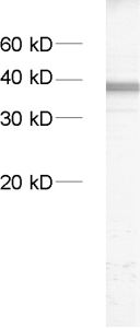 Synaptoporin Polyclonal rabbit antiserum - image 1