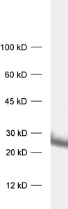 Synaptogyrin2 Polyclonal Guinea pig antiserum - image 1