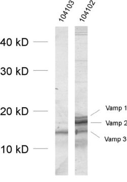 VAMP1/2/3 Polyclonal rabbit antiserum - image 1