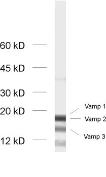 VAMP1/2/3 Polyclonal Guinea pig antiserum - image 1