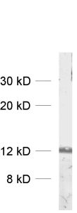 Endobrevin, Polyclonal rabbit antiserum