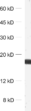 Synaptobrevin2 Recombinant Guinea pig - image 1