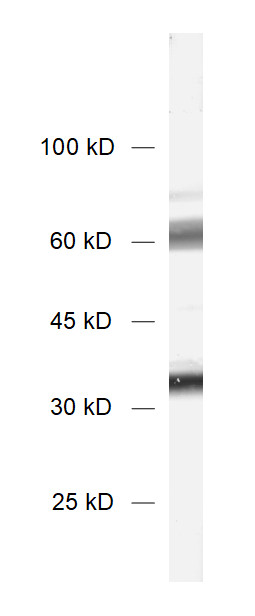 Synaptotagmin1/2 Polyclonal rabbit antiserum - image 1