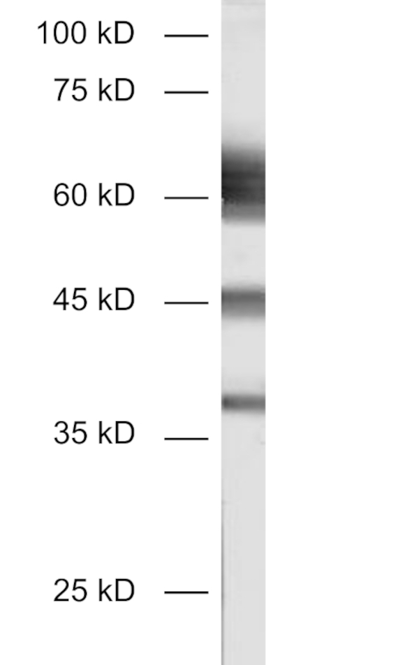 Synaptotagmin1, Recombinant chicken