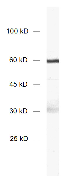 Synaptotagmin1 Polyclonal rabbit antiserum - image 1