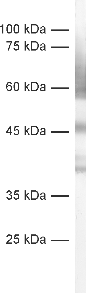 Synaptotagmin1 Recombinant Guinea pig - image 1