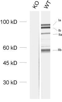 Synapsin1/2 Polyclonal Guinea pig antiserum - image 1