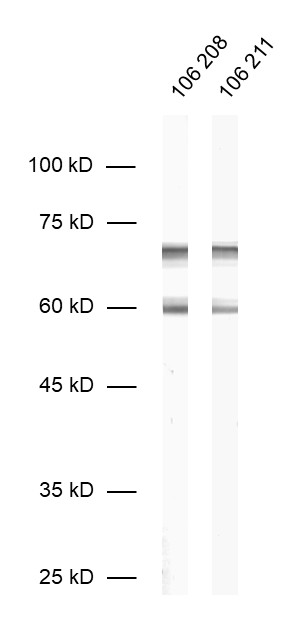 Synapsin2 Recombinant rabbit - image 1