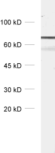Synapsin3 Polyclonal Guinea pig antiserum - image 1