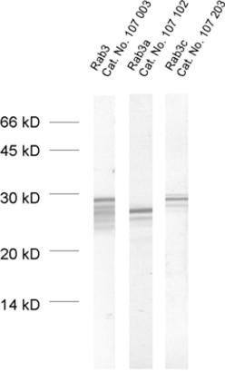 Rab3a Polyclonal rabbit antiserum - image 1