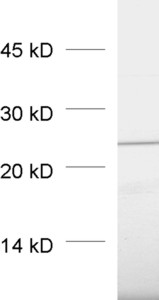 Rab3d Polyclonal rabbit purified antibody - image 1