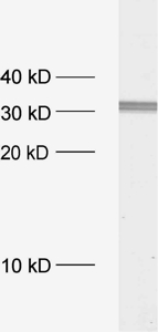 Syntaxin2 Polyclonal rabbit antiserum - image 1