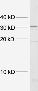 Syntaxin4 Polyclonal rabbit antiserum - image 1
