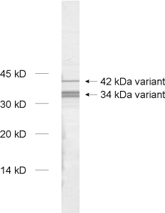 Syntaxin5, Polyclonal rabbit purified antibody