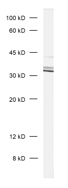 Syntaxin5, Polyclonal rabbit purified antibody