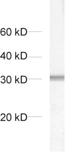 Syntaxin6 Polyclonal rabbit antiserum - image 1