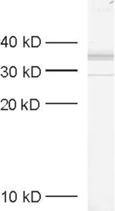 Syntaxin7 Polyclonal rabbit antiserum - image 1