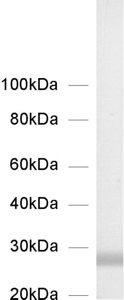 Syntaxin8 Polyclonal rabbit purified antibody - image 1