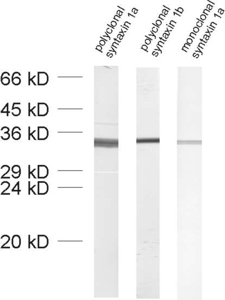 Syntaxin1A Monoclonal mouse purified IgG - image 1