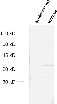 Syntaxin11 Polyclonal rabbit purified antibody - image 2
