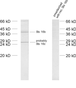 Syntaxin16 Polyclonal rabbit antiserum - image 1