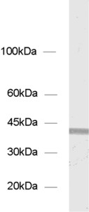 Syntaxin18, Polyclonal rabbit purified antibody