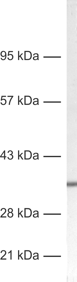 Syntaxin1A Recombinant Guinea pig - image 1