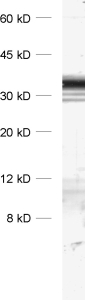Syntaxin1B Polyclonal rabbit purified antibody - image 1