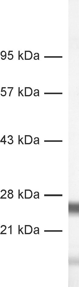 SNAP25 Recombinant rabbit - image 1