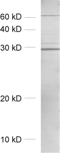 SNAP29 Polyclonal rabbit antiserum - image 1