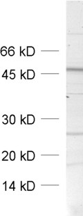 SNAP47 Polyclonal rabbit purified antibody - image 1