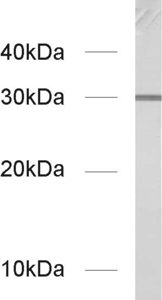 alpha/beta SNAP Monoclonal mouse purified IgG - image 1