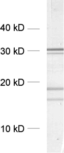 Clathrin light chain Monoclonal mouse purified IgG - image 1