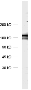 Dynamin1/2/3 Polyclonal rabbit purified antibody - image 1