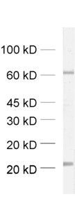 Munc18-3, Polyclonal rabbit antiserum