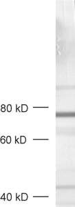 Rabphilin3a, Polyclonal rabbit antiserum