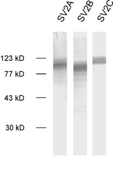SV2 C Polyclonal rabbit antiserum - image 1