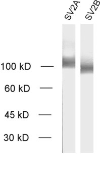 SV2 A, Polyclonal Guinea pig antiserum