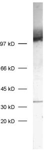 SV2 C Polyclonal Guinea pig antiserum - image 1