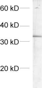 SCAMP1 Polyclonal rabbit antiserum - image 1