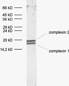 Complexin1/2 Polyclonal rabbit antiserum - image 1