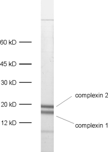 Complexin1/2 Polyclonal rabbit purified antibody - image 1