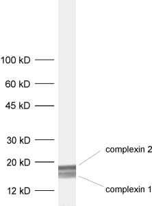 Complexin1/2 Polyclonal Guinea pig antiserum - image 1