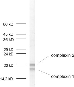 Complexin1/2 Polyclonal rabbit antiserum - image 1