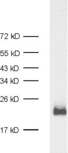 Complexin3, Polyclonal rabbit antiserum