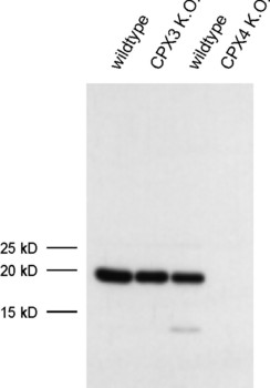 Complexin4 Monoclonal mouse purified IgG - image 1