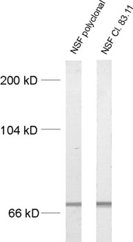 NSF, Polyclonal rabbit antiserum