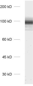 PSD95, Polyclonal rabbit antiserum