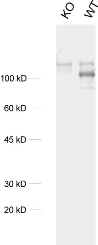 PSD95, Polyclonal rabbit antiserum